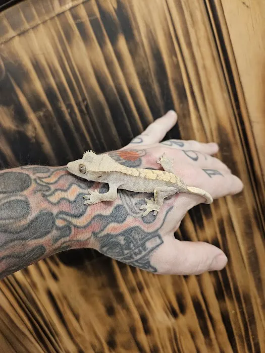 The Raging Reptile Room Picture 1
