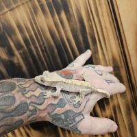 The Raging Reptile Room ico