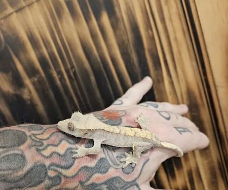 The Raging Reptile Room