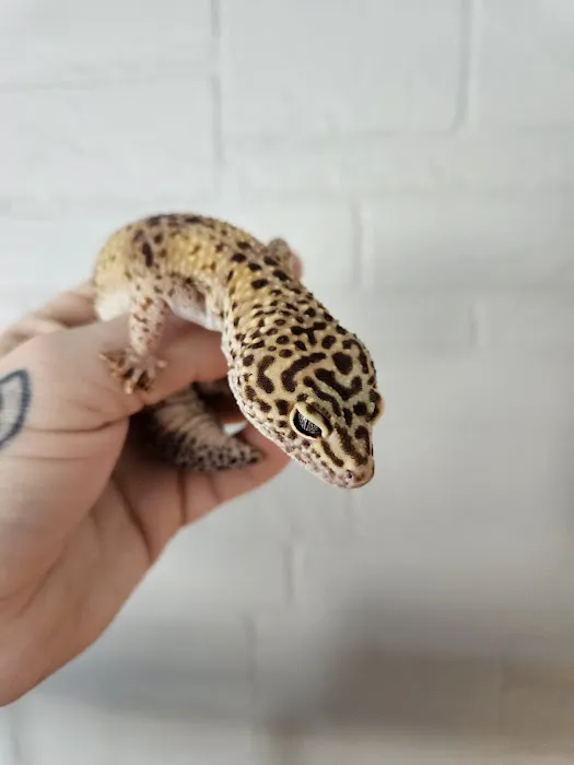 The Raging Reptile Room Picture 3