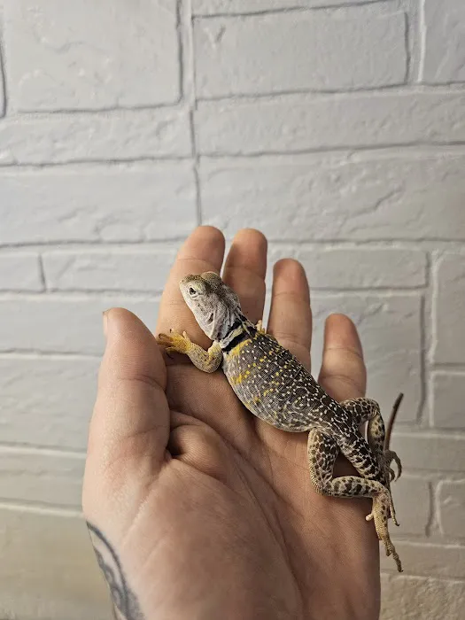 The Raging Reptile Room Picture 7