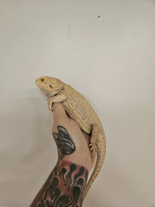 The Raging Reptile Room Picture 4
