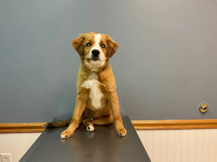 Grace Veterinary Services Picture 3