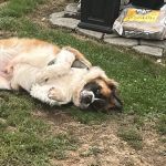 Grace Veterinary Services