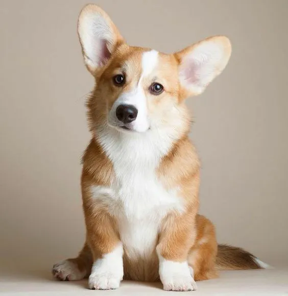 Grace Veterinary Services Picture 7