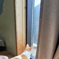 Alpha Veterinary Services ico