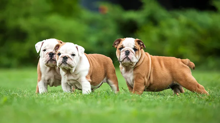 Camelot Veterinary Services Picture 10
