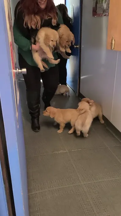 Camelot Veterinary Services Picture 4