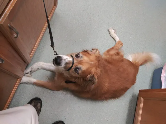 Duck Hollow Animal Hospital Picture 5