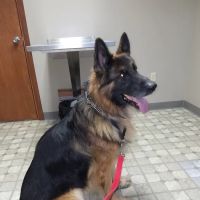 Rolling Hills Veterinary Clinic ico