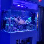 Wet Dreams Aquatics