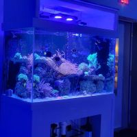 Wet Dreams Aquatics ico