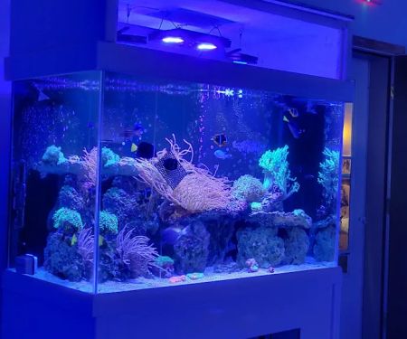 Wet Dreams Aquatics