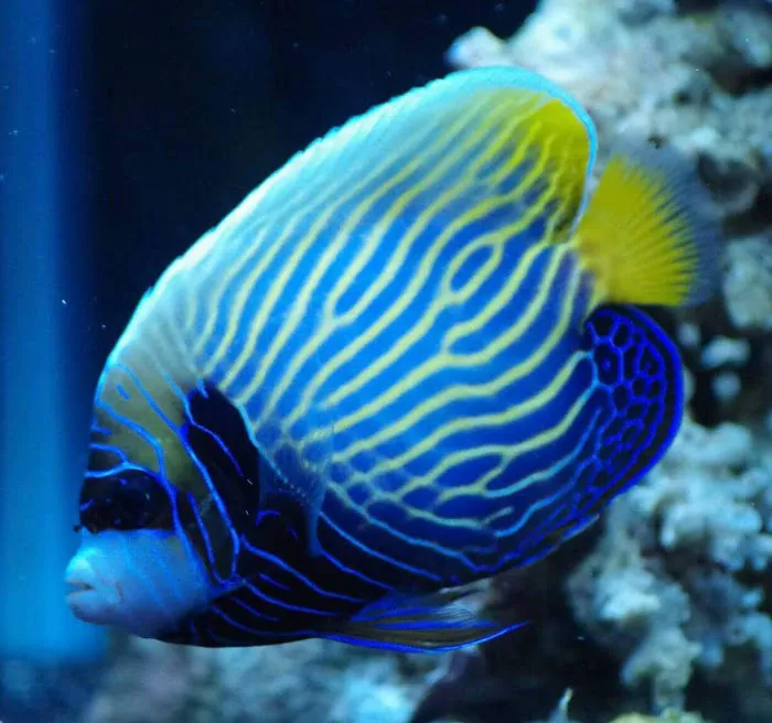 Wet Dreams Aquatics Picture 10