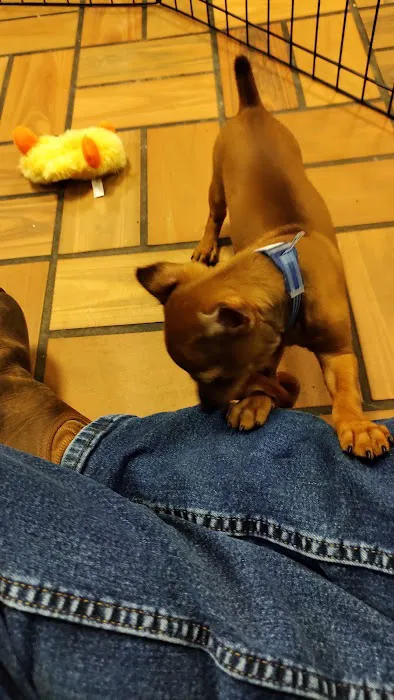 Puppyworld Picture 1