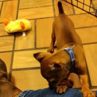 Puppyworld ico