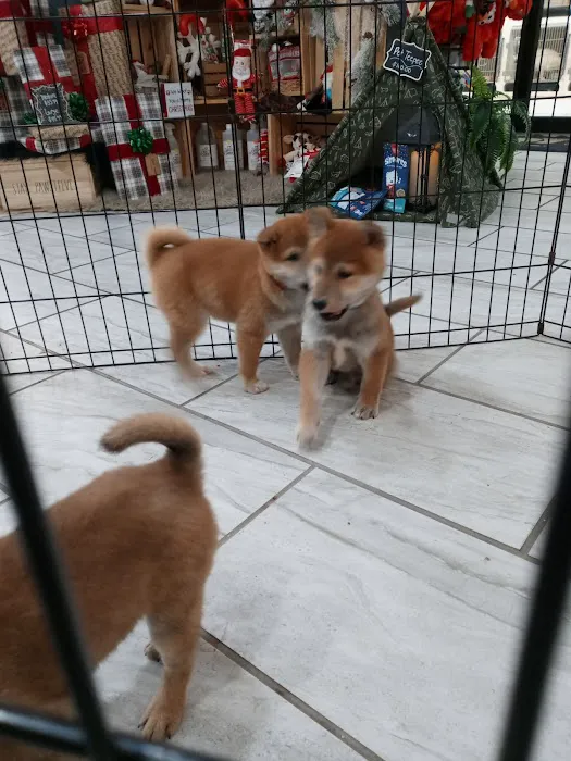Puppyworld Picture 4