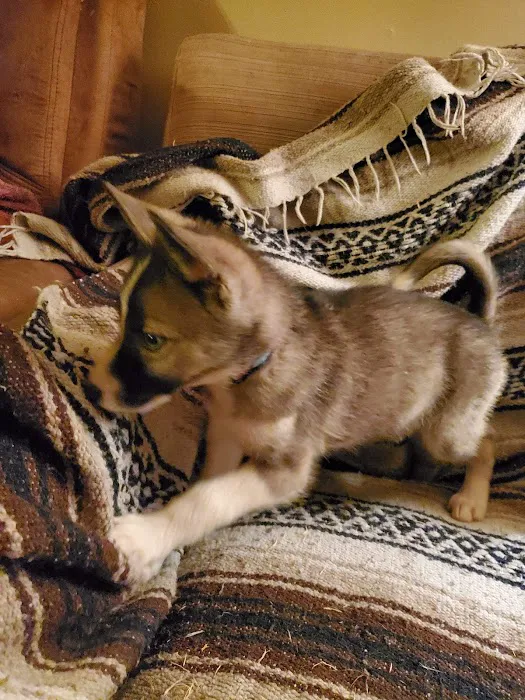 Puppyworld Picture 10