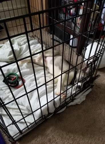 Puppyworld Picture 7