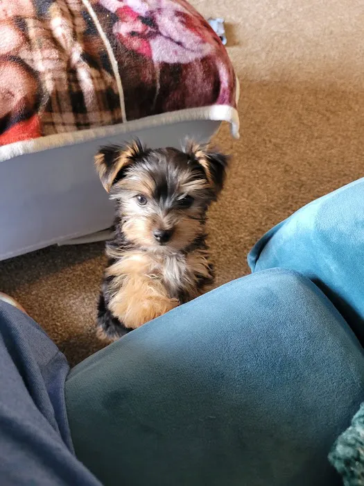 Tiny Tykes Puppies Picture 5