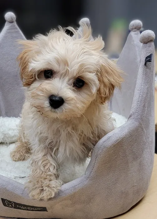 Tiny Tykes Puppies Picture 8