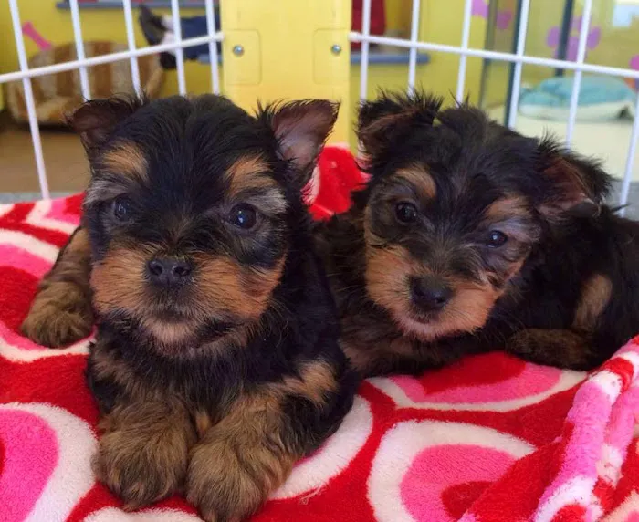 Tiny Tykes Puppies Picture 10