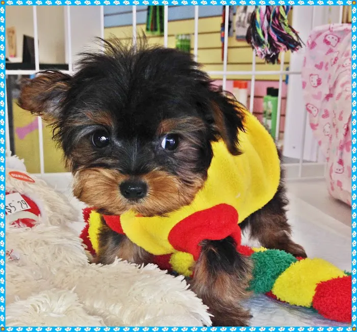 Tiny Tykes Puppies Picture 9