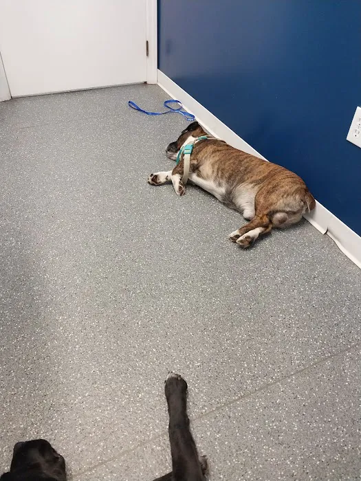 Point Marion Veterinary Care Picture 2