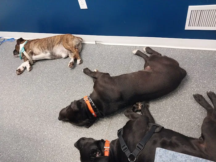 Point Marion Veterinary Care Picture 1