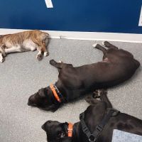 Point Marion Veterinary Care ico