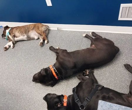 Point Marion Veterinary Care