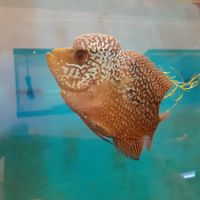 Milwaukee Aquatics ico