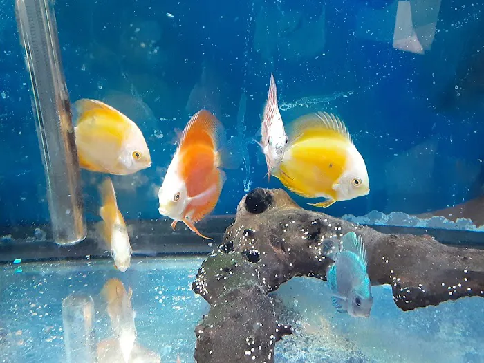Milwaukee Aquatics Picture 3