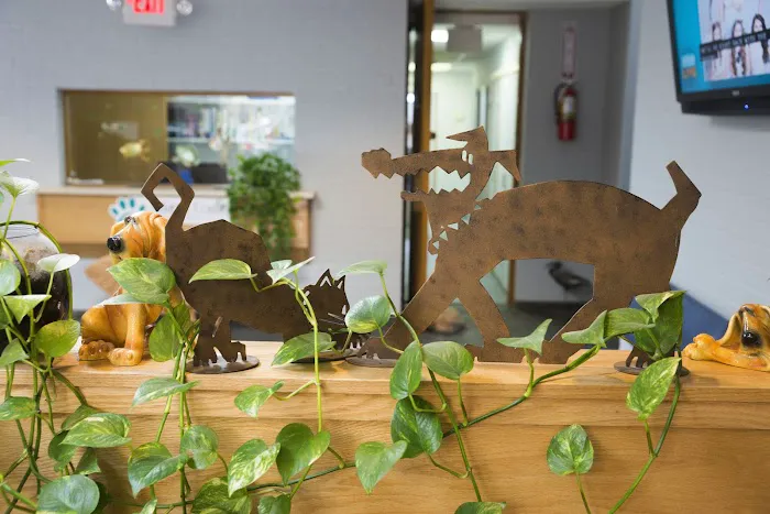 Atlantic Coast New York Veterinary Specialists Picture 2
