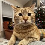 Atlantic Coast New York Veterinary Specialists