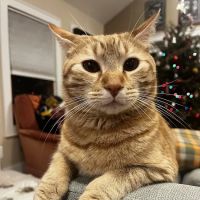 Atlantic Coast New York Veterinary Specialists ico