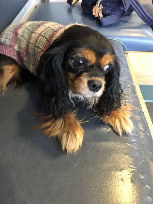 Atlantic Coast New York Veterinary Specialists Picture 8