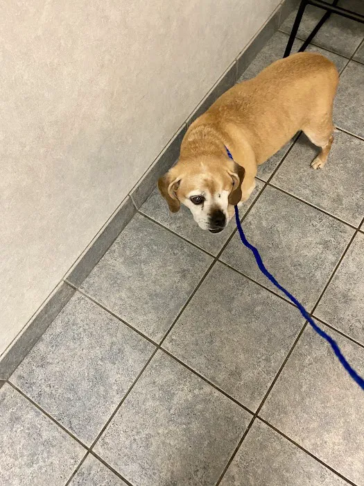 Atlantic Coast New York Veterinary Specialists Picture 4