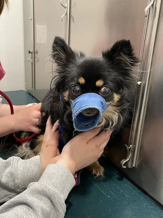 Three Village Veterinary Hospital Picture 4