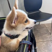 Three Village Veterinary Hospital ico