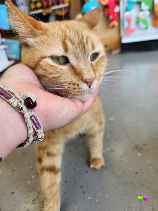 Pet Paradise Picture 10