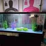 Pet Paradise