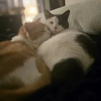 Corner Animal Hospital ico