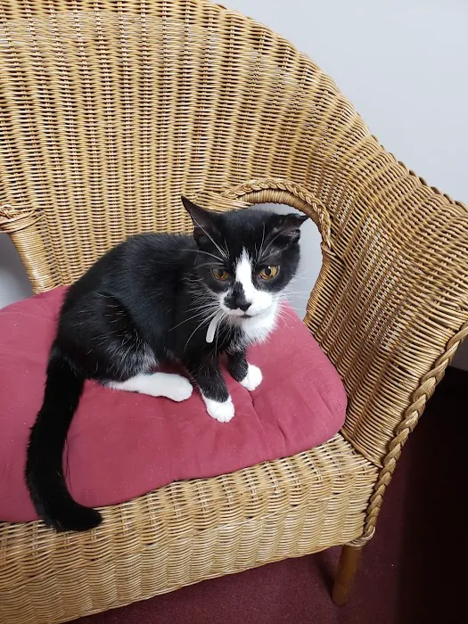 Just Cats Health Care Picture 8