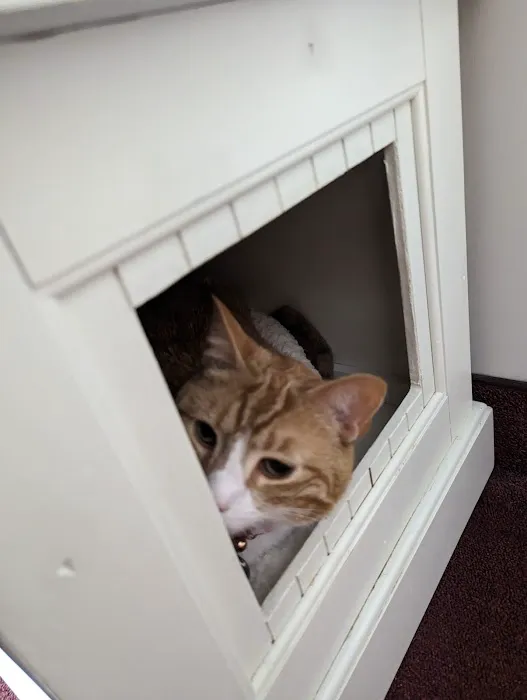Just Cats Health Care Picture 7