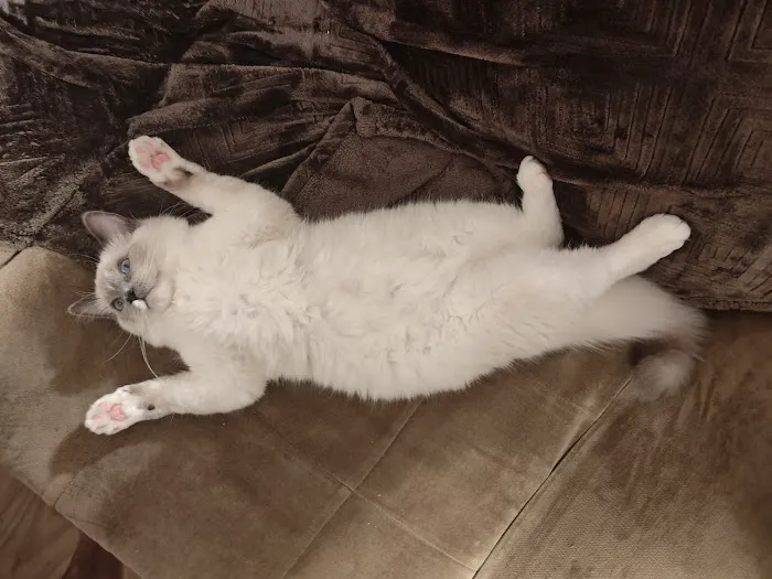 Just Cats Health Care Picture 1