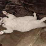 Just Cats Health Care
