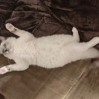 Just Cats Health Care ico