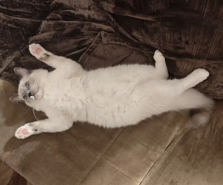 Just Cats Health Care