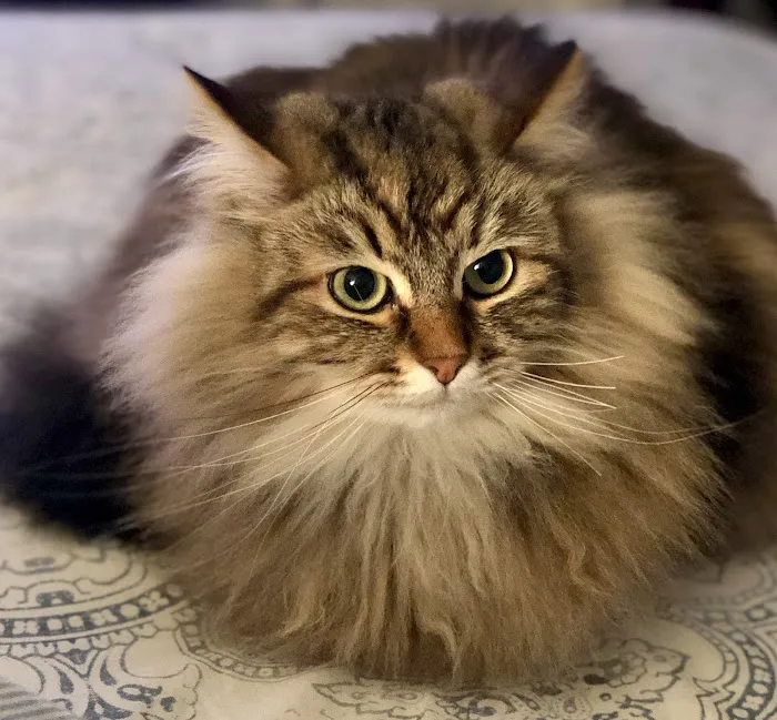 Just Cats Health Care Picture 3